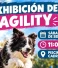 Exhibición de agility en Cadrete